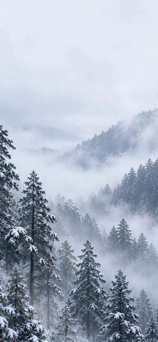 Snow-covered pine trees on misty mountain slopes in winter