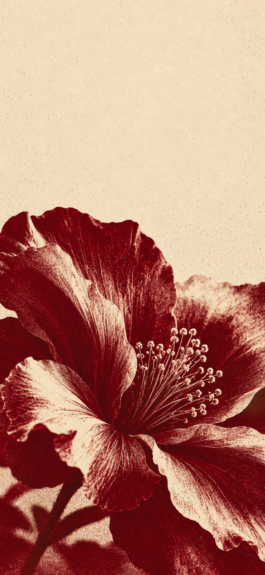 Large burgundy flower on a cream background with vintage grain and halftone texture